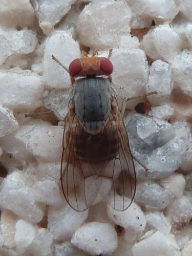 Prosopomyia pallida